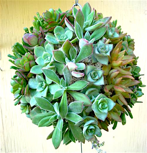 topiary-succulent-ball